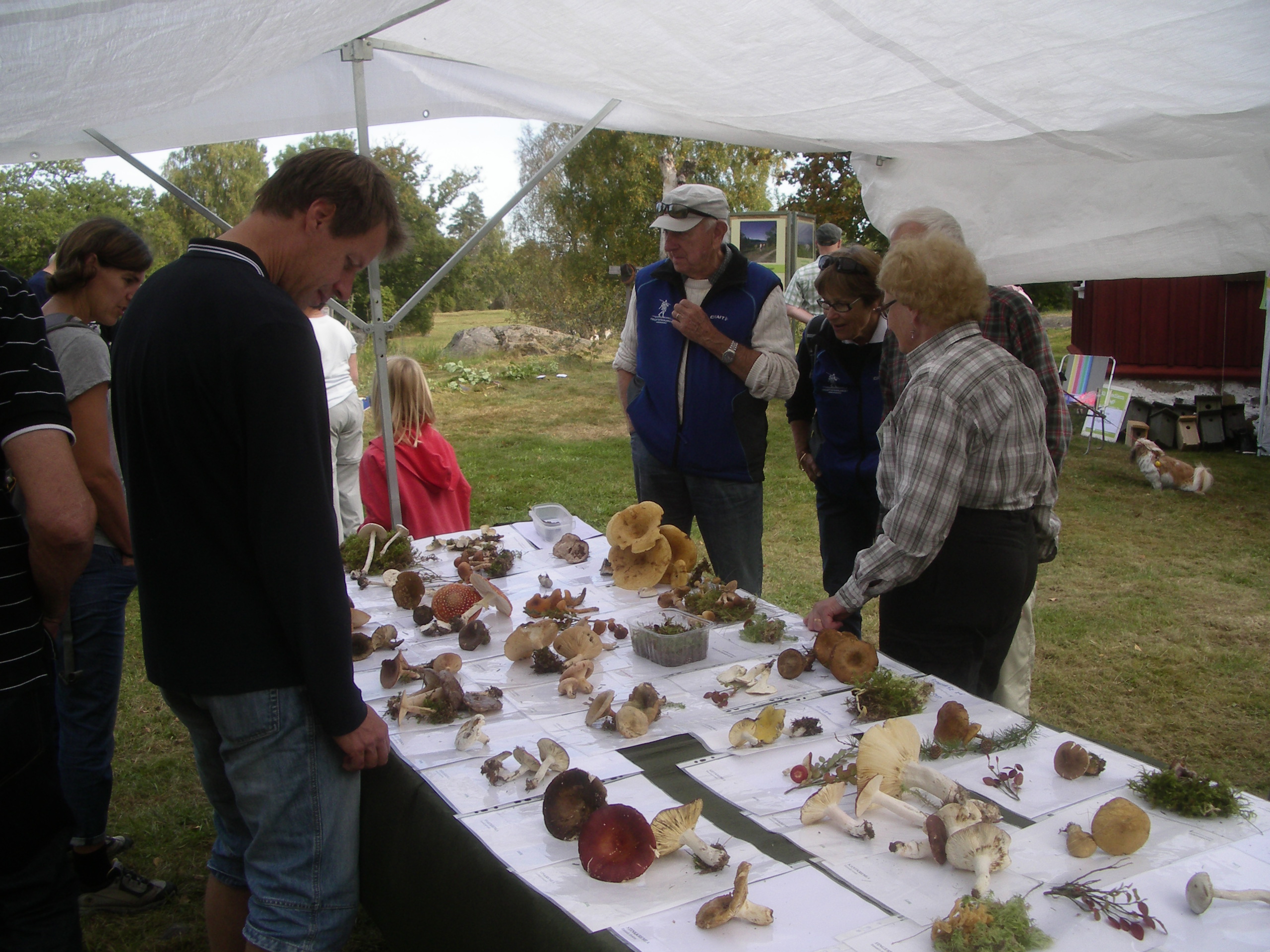 Flera personer står runt ett bord med många olika svampar framlagda.